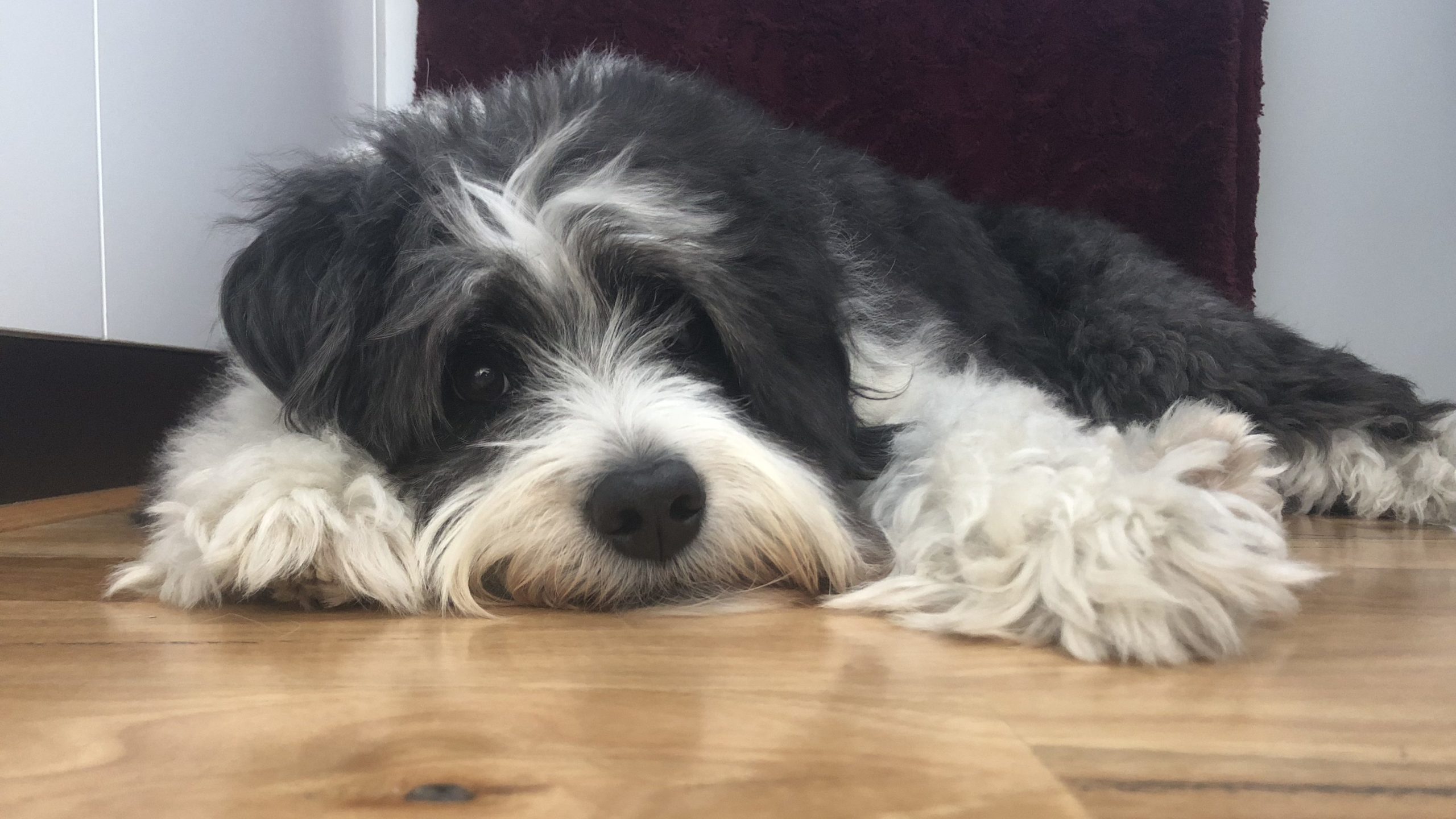 Black and white shaggy dog lying down on a wooden floor