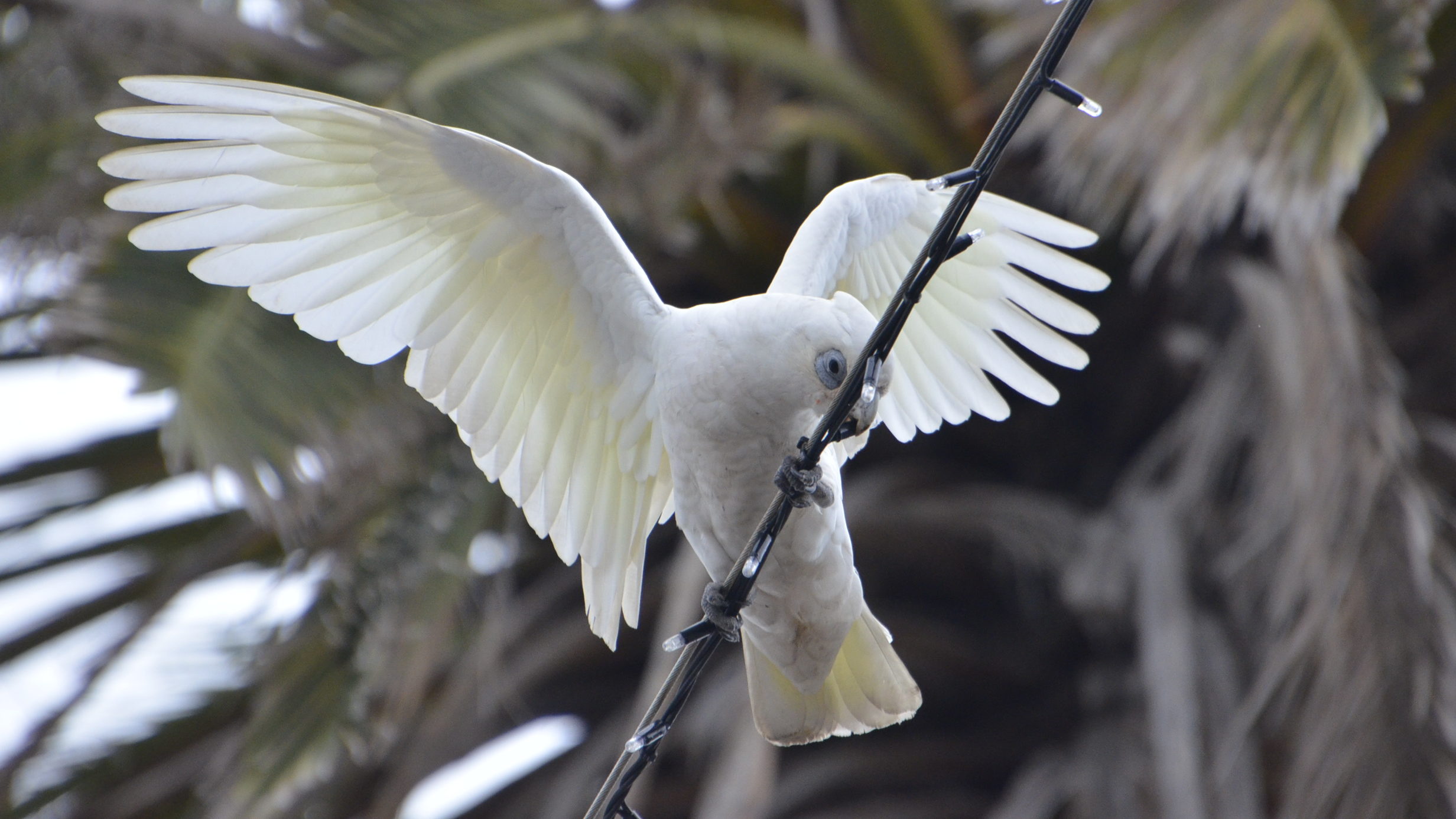 Corella sitting on a string of decorative lighting with trees in the background