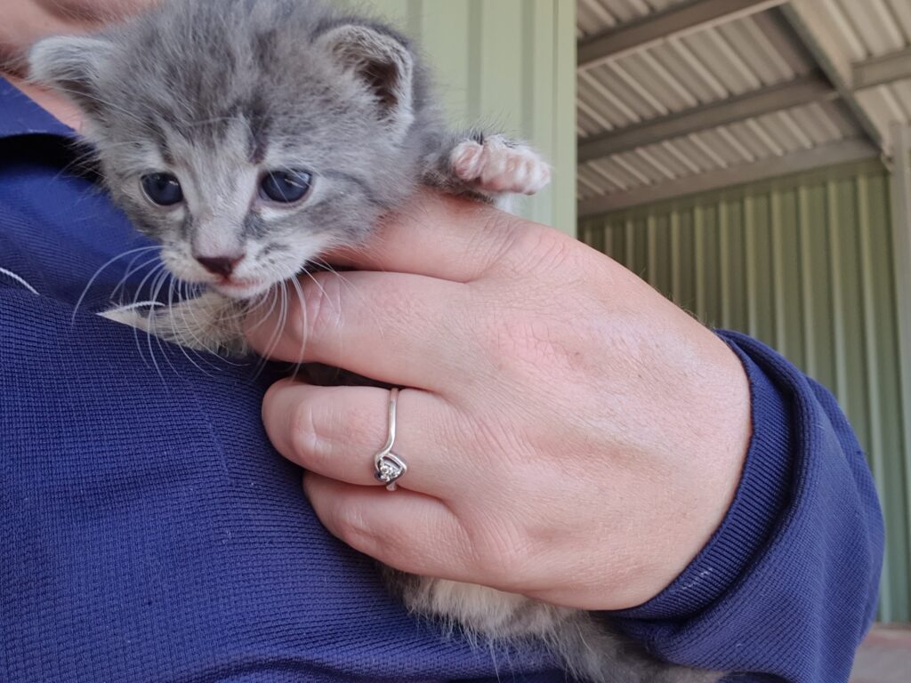 A grey kitten being held by a hand. The person is wearing a blue jumper.