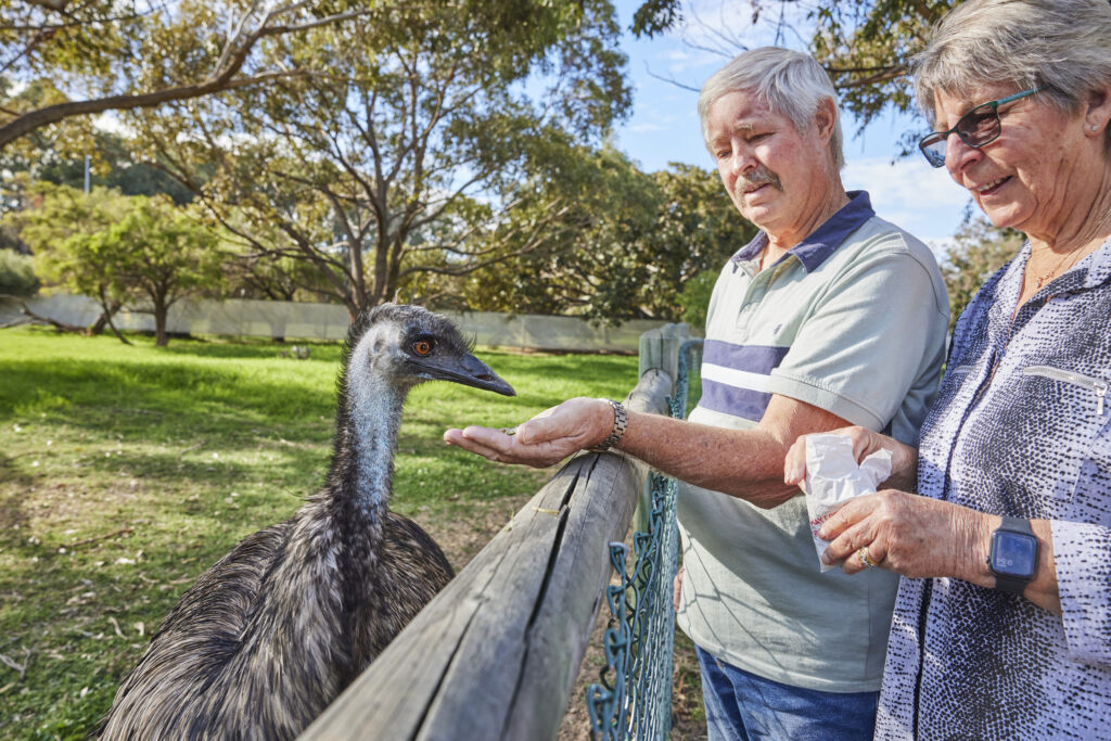 Couple hand feeding an emu