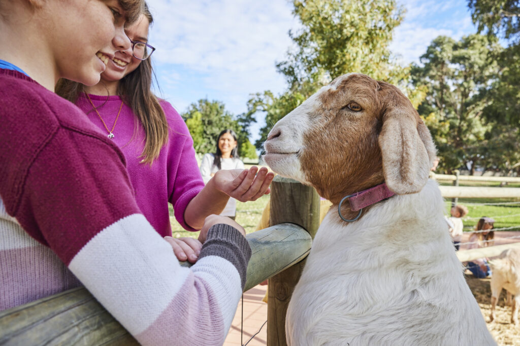 Children hand feeding goat