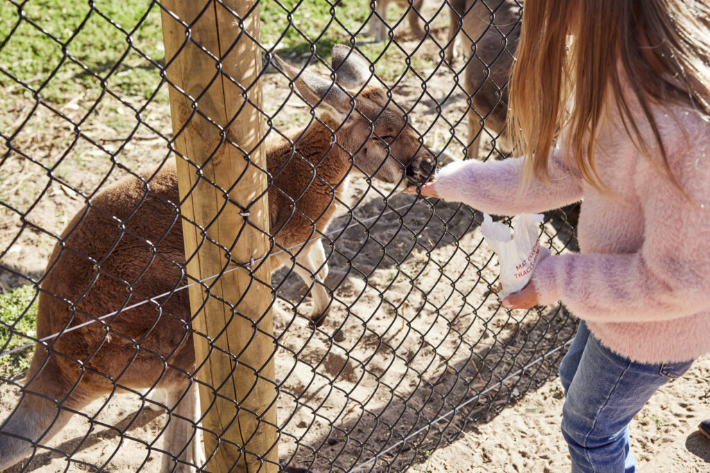 Girl feeding a baby kangaroo