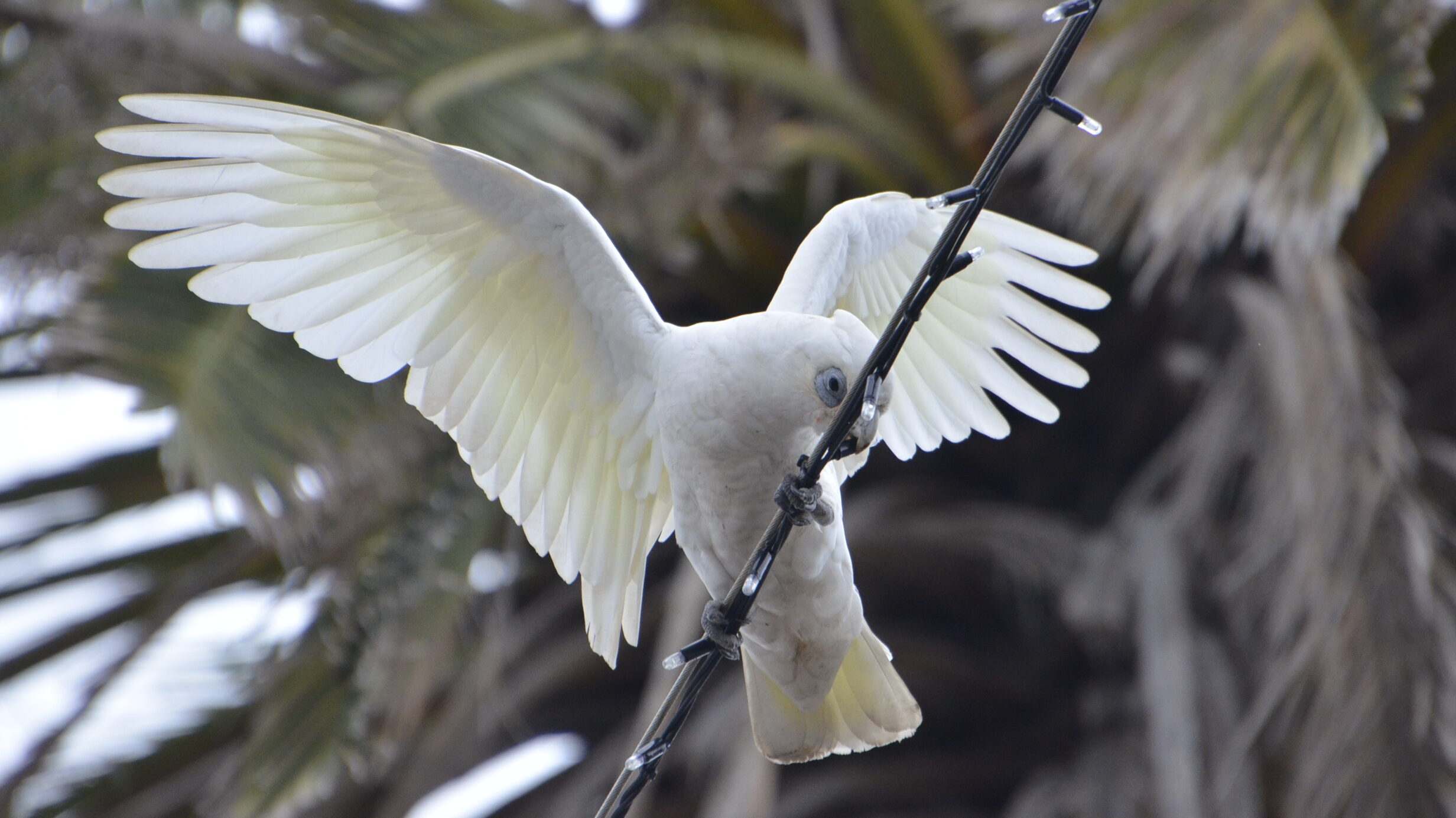 A white corella chewing a string of lights