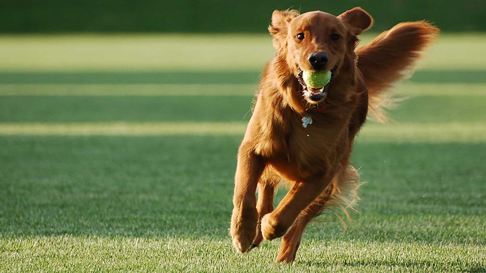 Dog control areas review - dog running on grass with ball in its mouth.