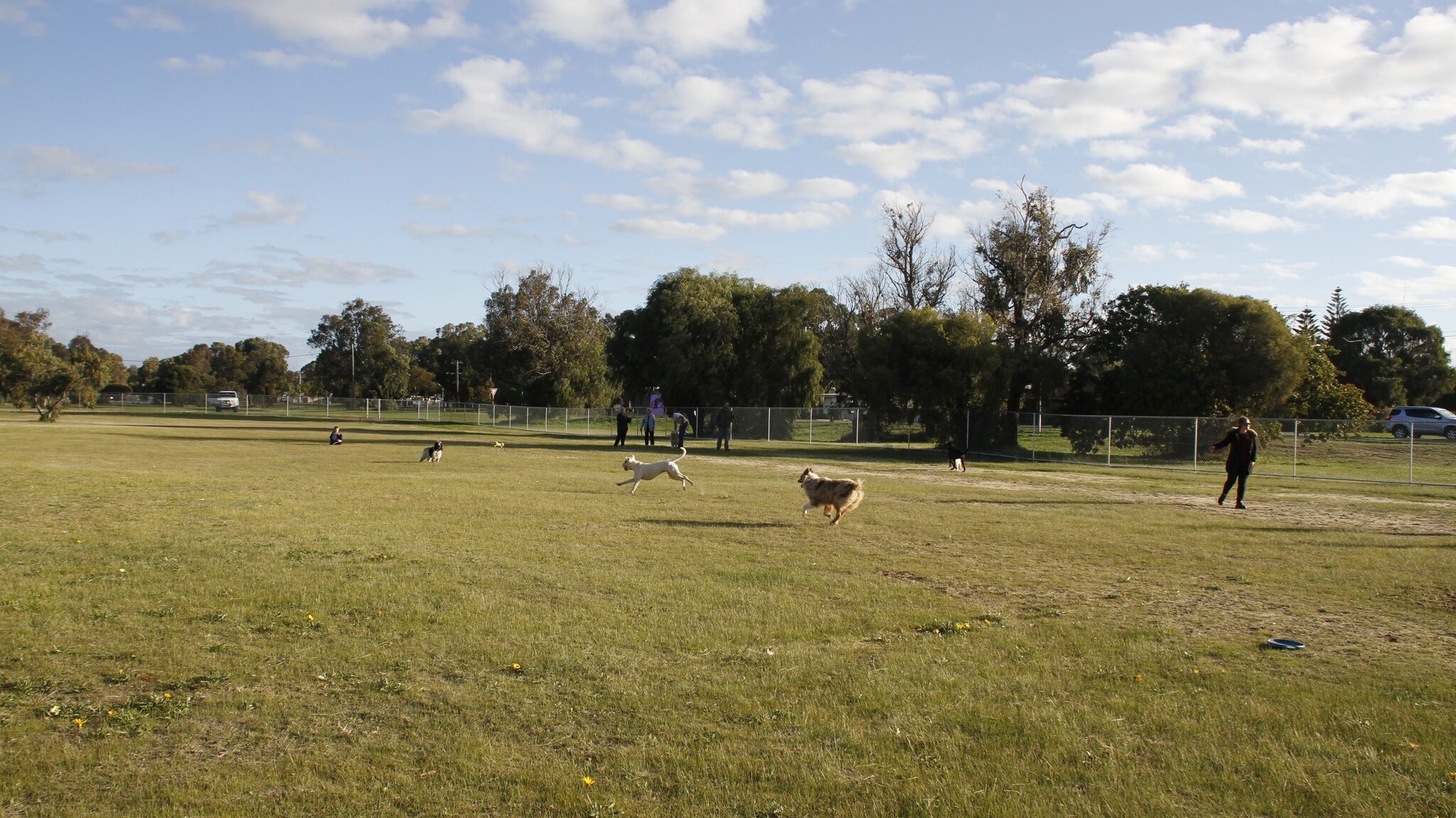 Dog park upgrades begin - dogs playing a fenced in park.
