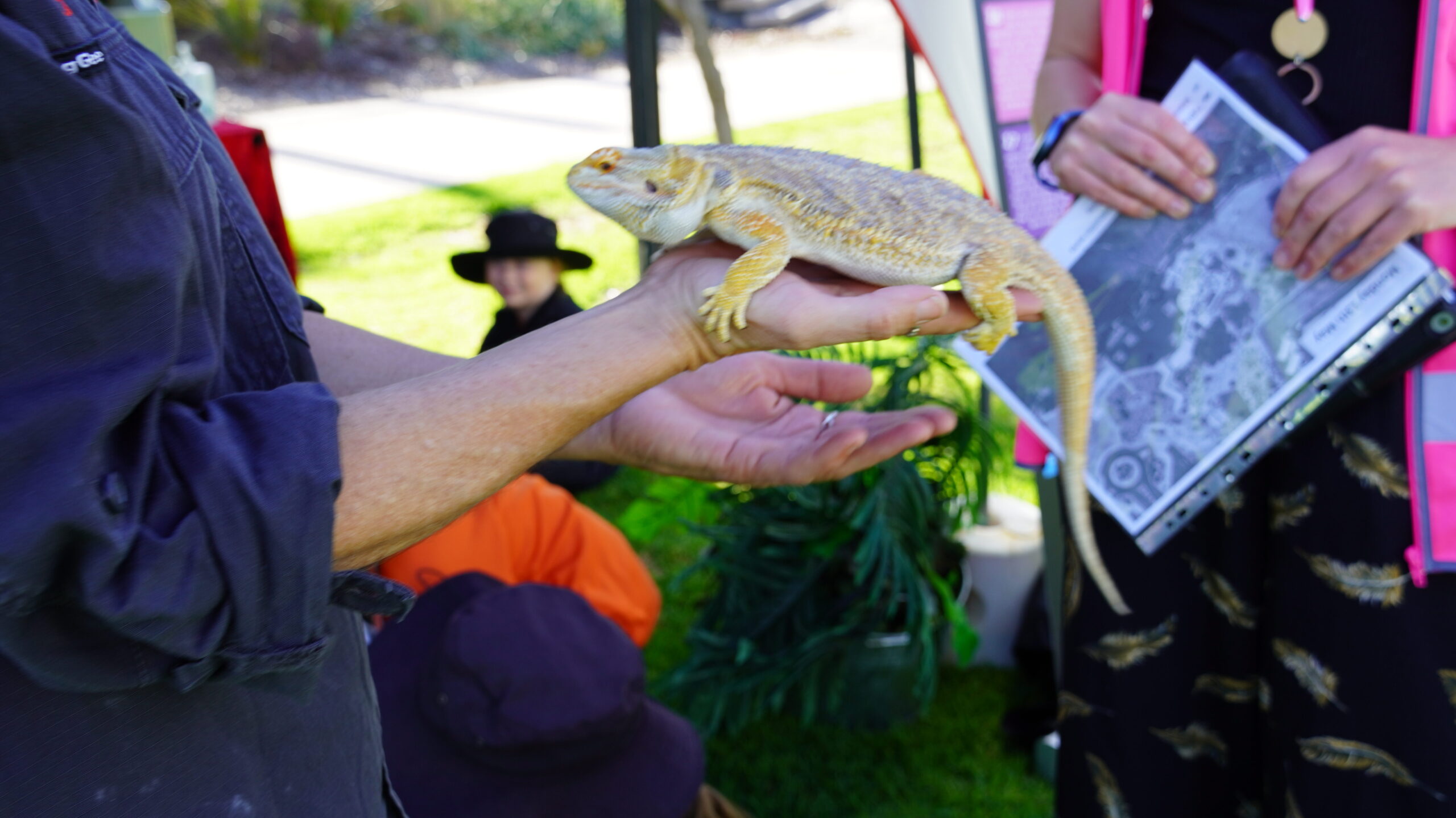 A lizard being held during one of the Habitat Program funded events.