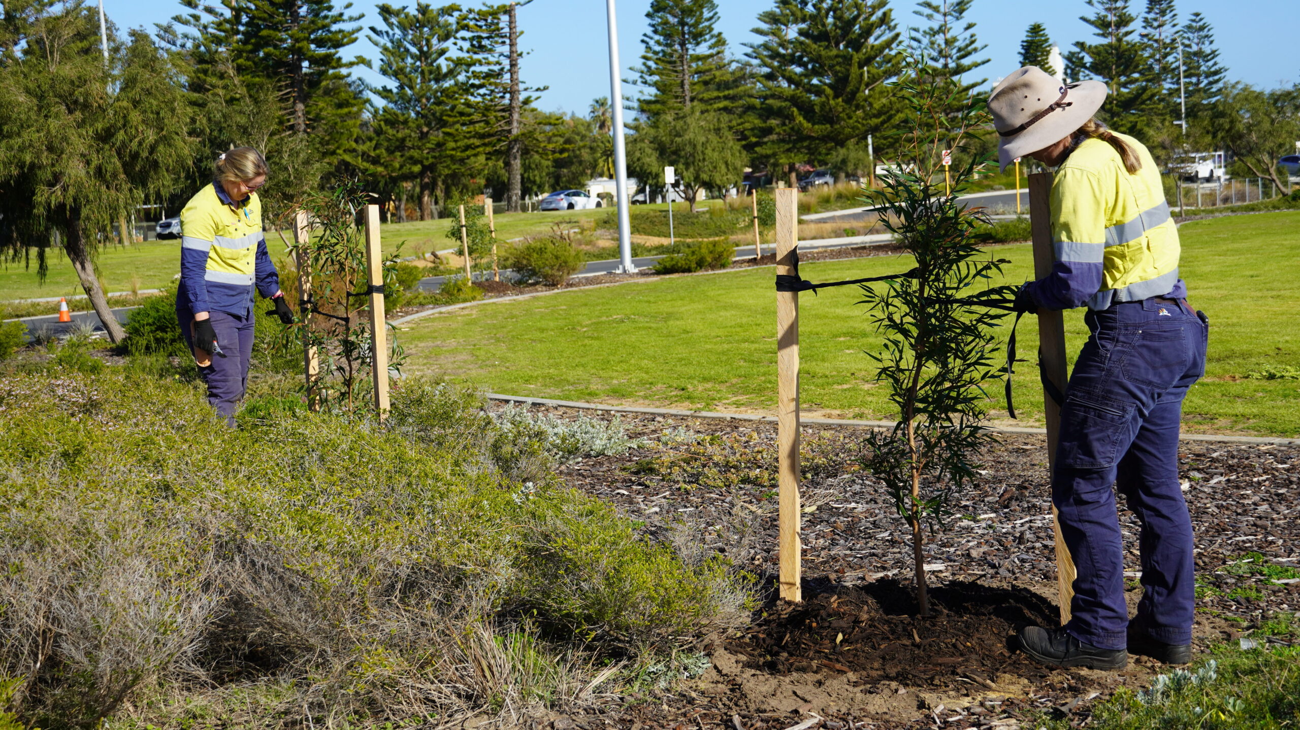 Parks and Gardens staff planting trees at Koombana Foreshore.