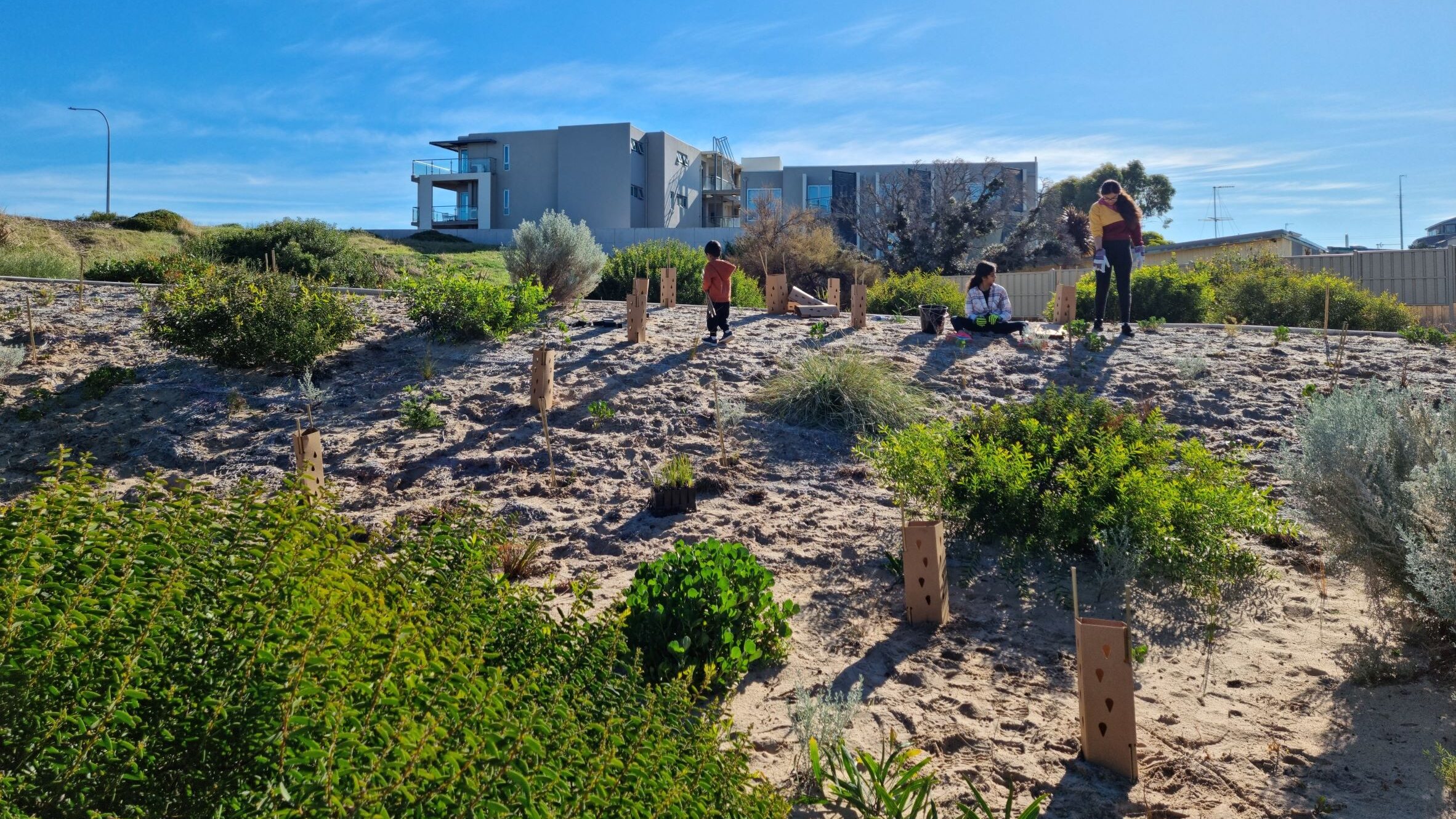 People planting trees in a reserve.