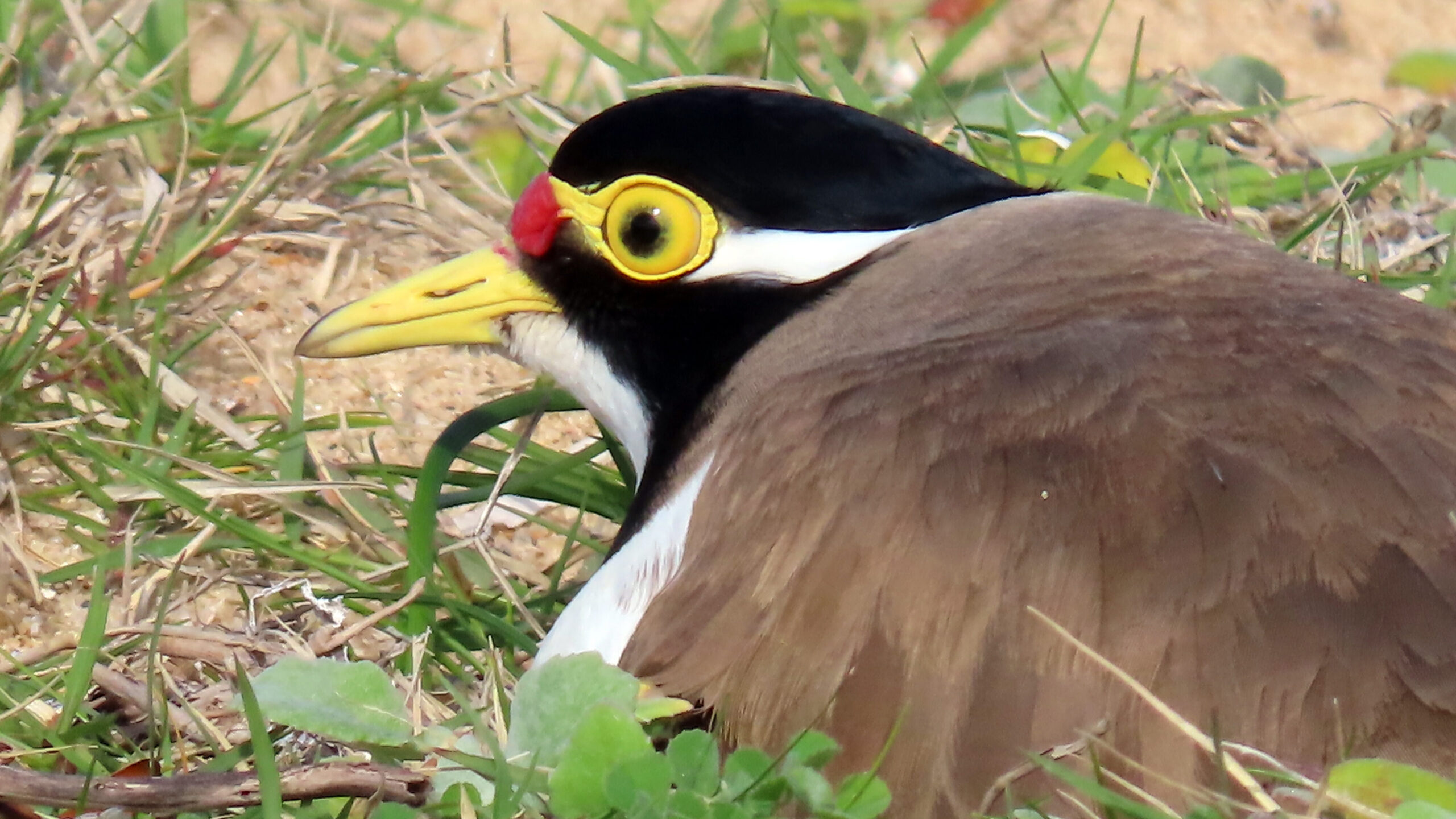 Banded Lapwing nesting in grass.