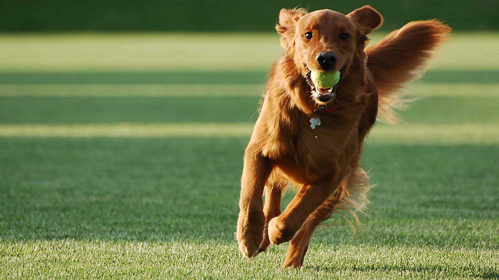 Dog running on oval with a ball in its mouth.